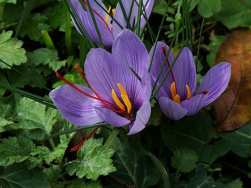 crocus-sativus